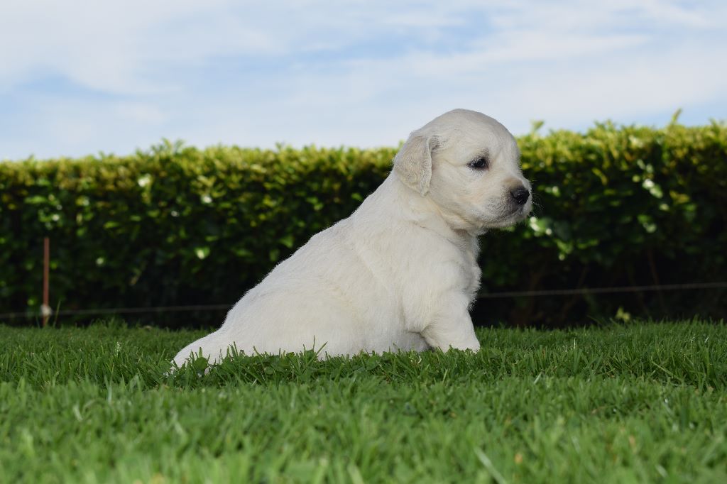 Bihan ki breizh - Golden Retriever - Portée née le 30/05/2018