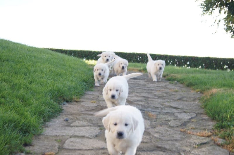 Bihan ki breizh - Golden Retriever - Portée née le 13/10/2015