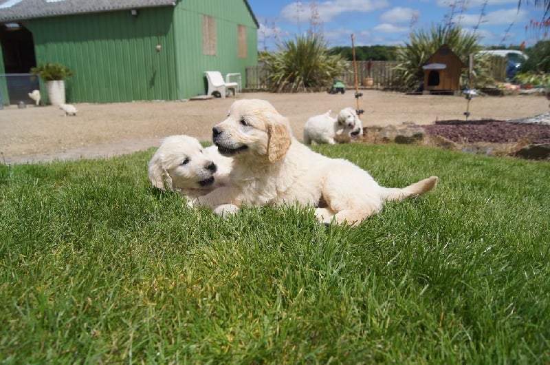 Bihan ki breizh - Golden Retriever - Portée née le 19/05/2016