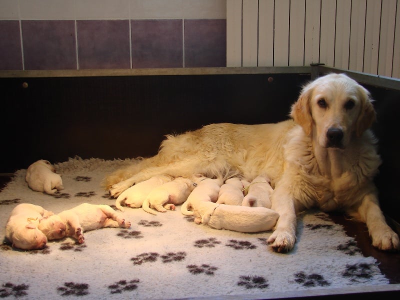 Bihan ki breizh - Golden Retriever - Portée née le 05/06/2011