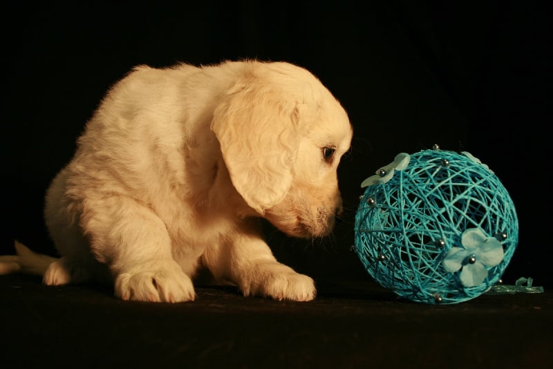 Bihan ki breizh - Golden Retriever - Portée née le 14/02/2011