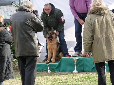 de la terre de Saint Jean - Les expo. des chiens nés chez nous ayant été adoptés 