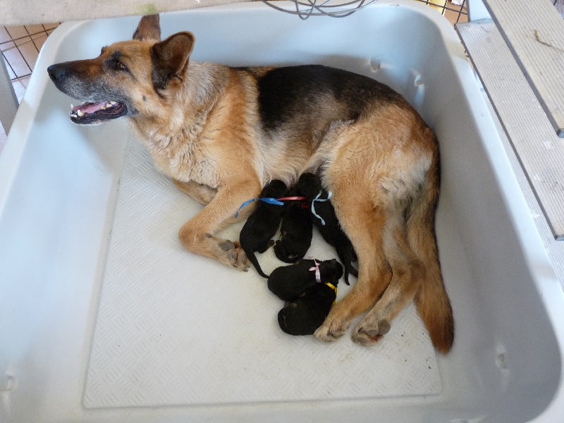 Chiot Berger Allemand de la terre de Saint Jean