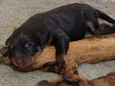 des plaines de la Sainte Victoire - Les chiots sont arrivés !