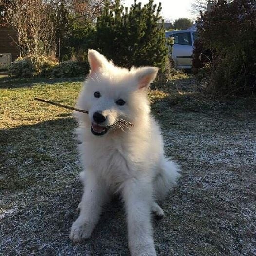 Chiot Berger Blanc Suisse du Relais du Corrado