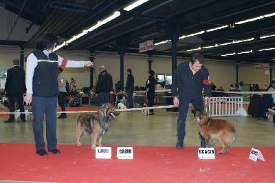 de la Patonnière - PARIS DOG SHOW 2012