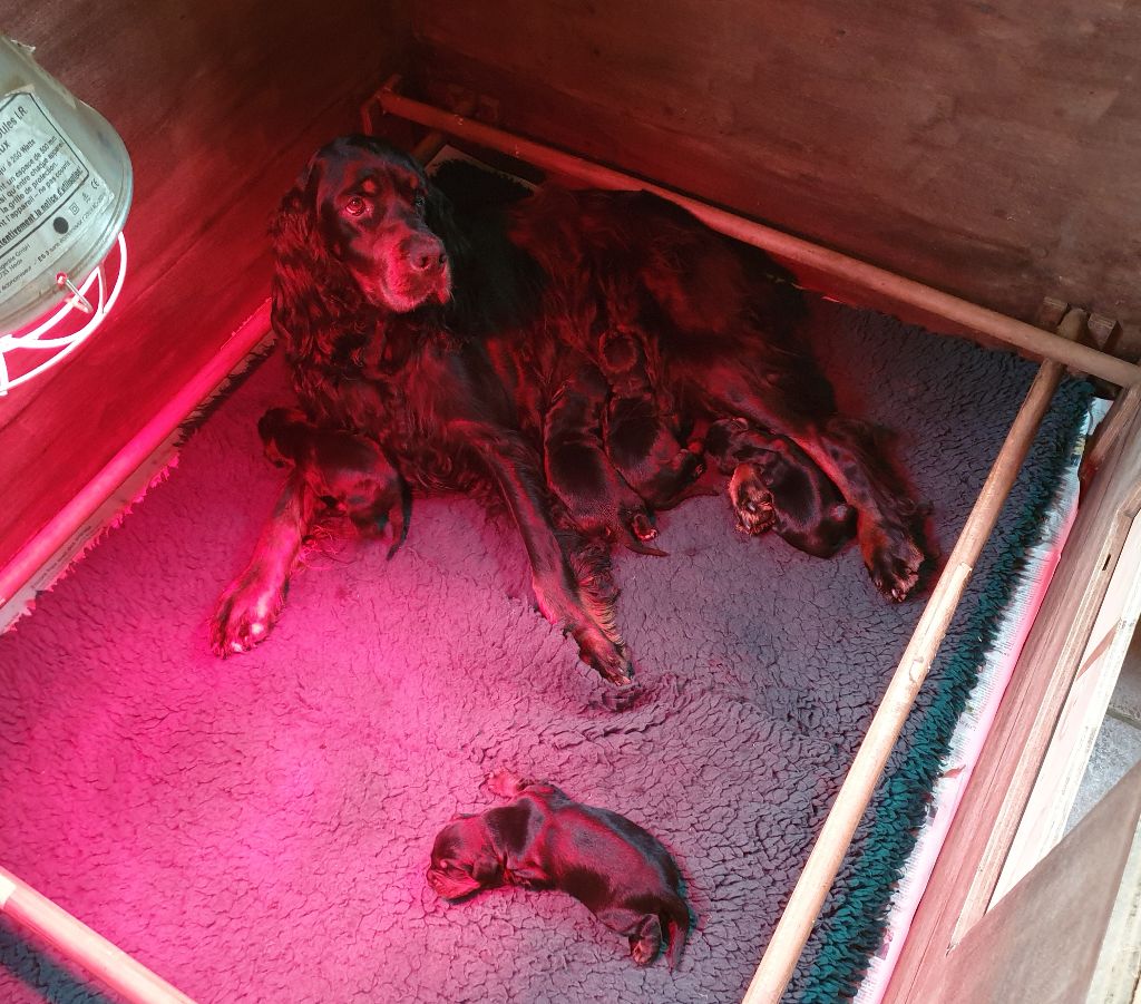 naissance de 5 chiots Setter Gordon