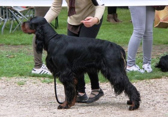 de Korrigan Forest - des chiots prochainement !