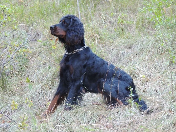 de Korrigan Forest - chiots de Dourek dispo en Normandie...