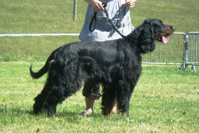 de Korrigan Forest - Dourek gagnant de l'échelle de valeur beauté 2012 !