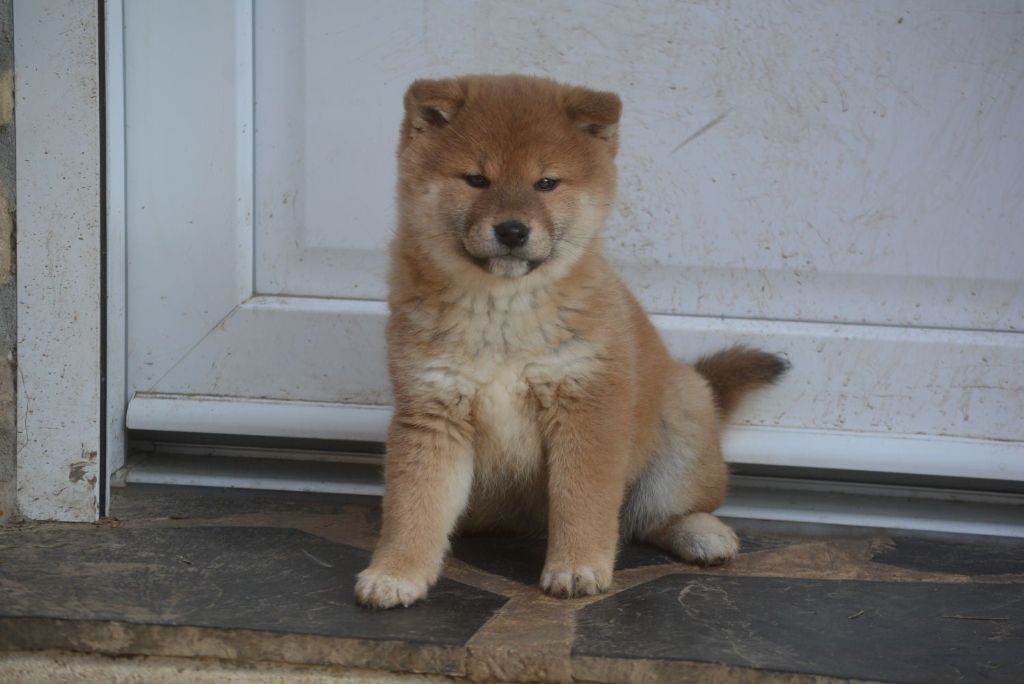 of Skystaff Starbuck - Chiots disponibles - Shiba