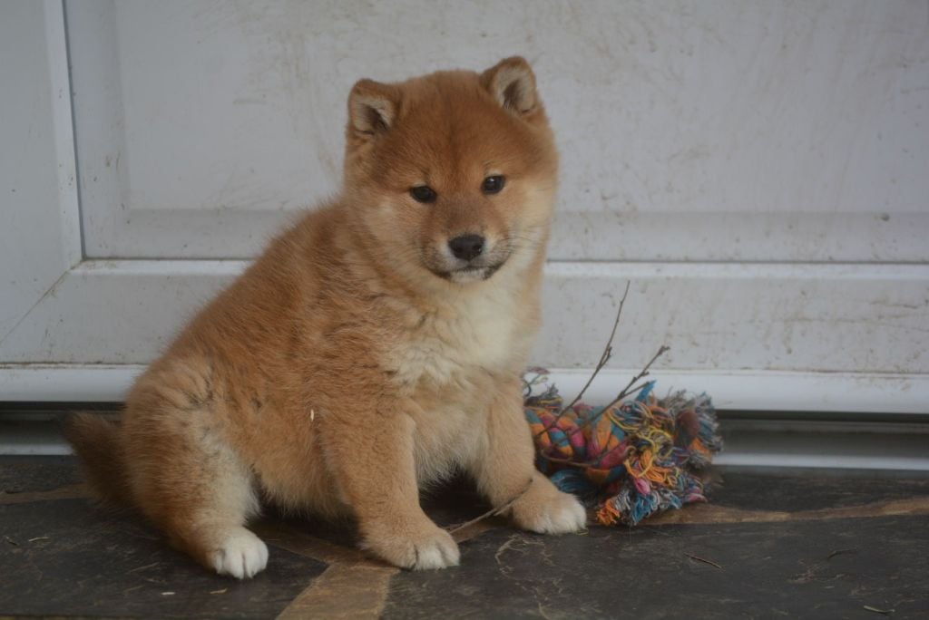 of Skystaff Starbuck - Chiots disponibles - Shiba