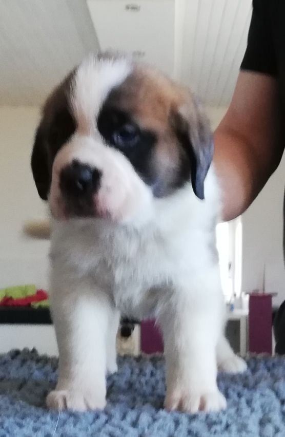 de viloden - Chien du Saint-Bernard - Portée née le 14/01/2019