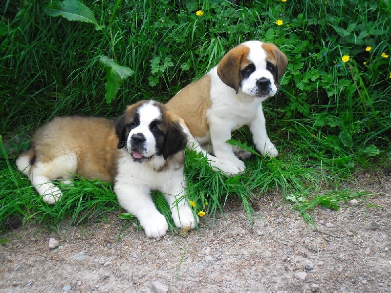 de viloden - Chien du Saint-Bernard - Portée née le 28/03/2012