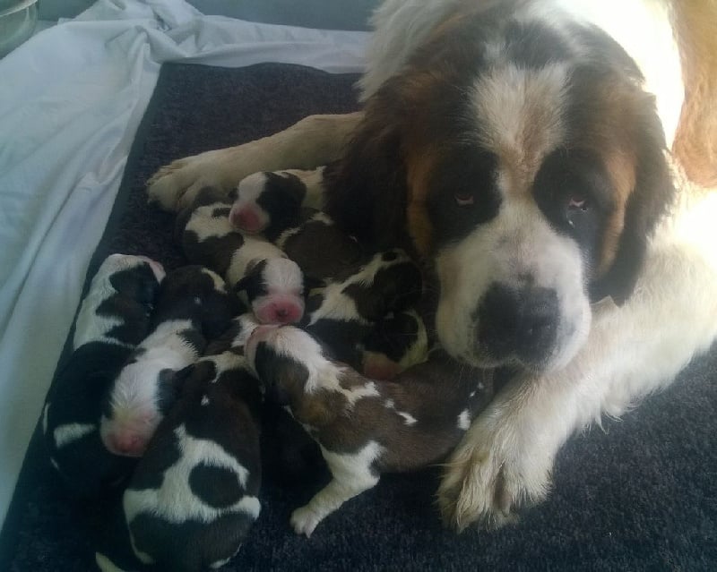 de viloden - Chien du Saint-Bernard - Portée née le 27/06/2016