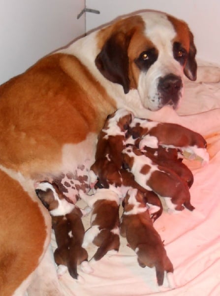 de viloden - Chien du Saint-Bernard - Portée née le 16/05/2015