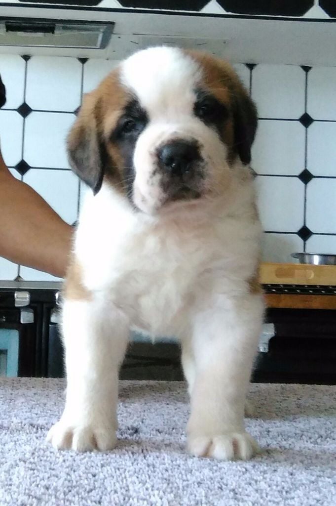 de viloden - Chien du Saint-Bernard - Portée née le 28/06/2017