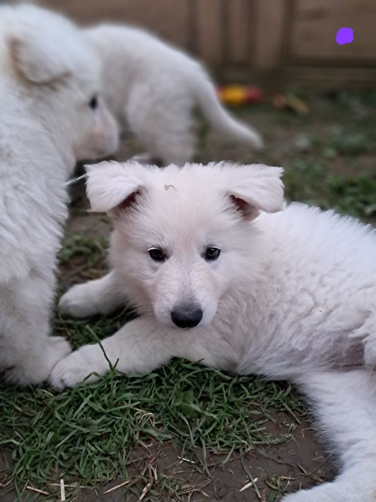 Audrey Giraud - Berger Blanc Suisse - Portée née le 19/08/2024