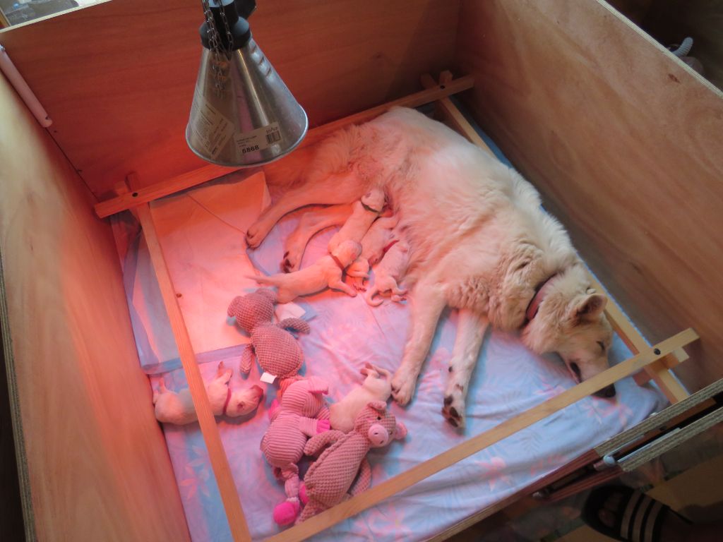 Audrey Giraud - Berger Blanc Suisse - Portée née le 13/08/2023