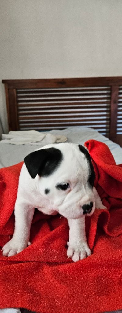 du Pirasset - Chiots disponibles - Staffordshire Bull Terrier