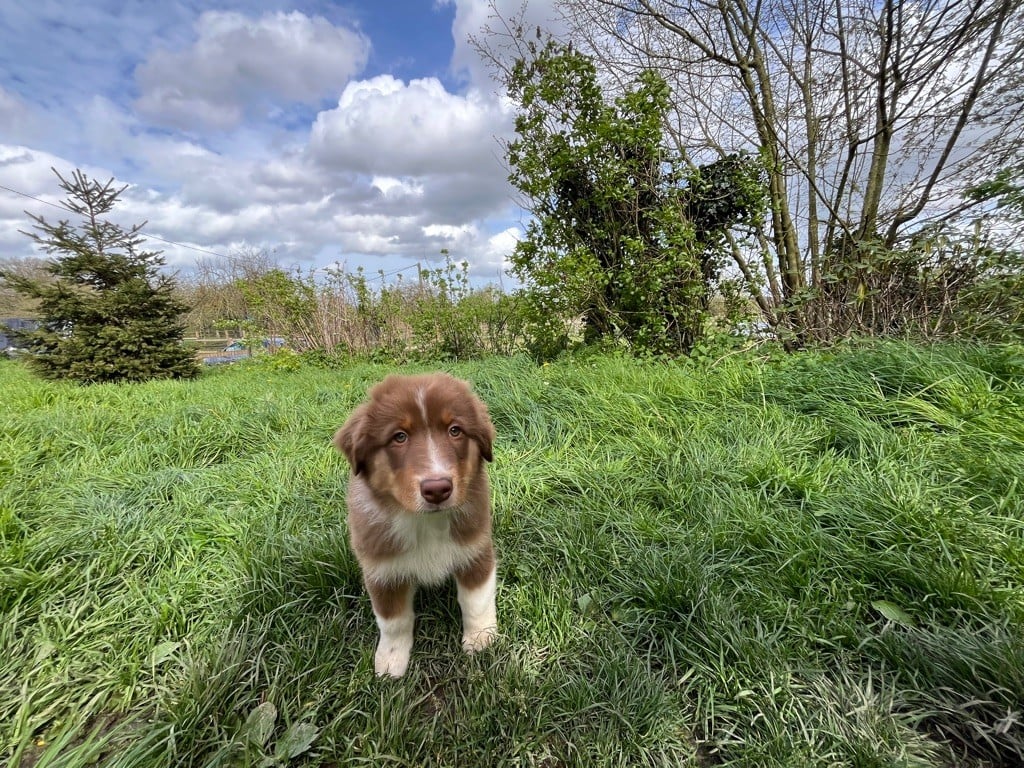 de la ferme de Tit'Ours - Chiots disponibles - Berger Australien