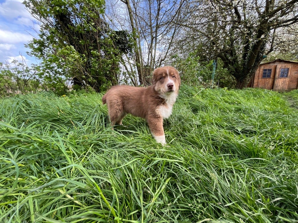 de la ferme de Tit'Ours - Chiots disponibles - Berger Australien