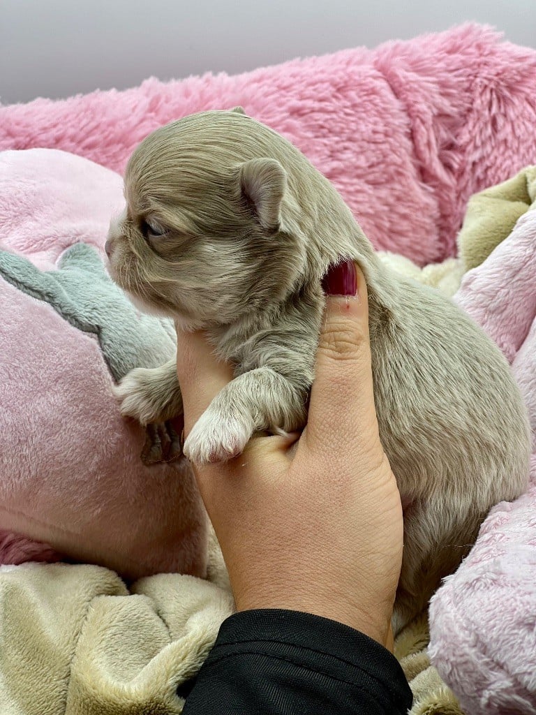 Des Petits Stanislas - Chiots disponibles - Chihuahua