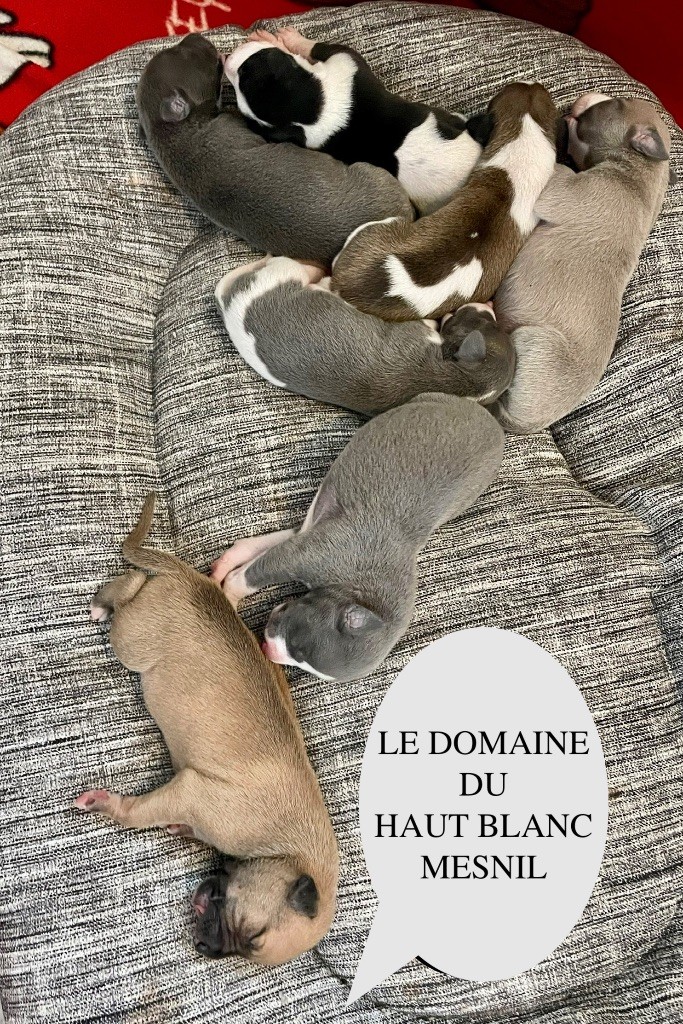 Du Domaine Le Haut Blanc Mesnil - Whippet - Portée née le 08/03/2023