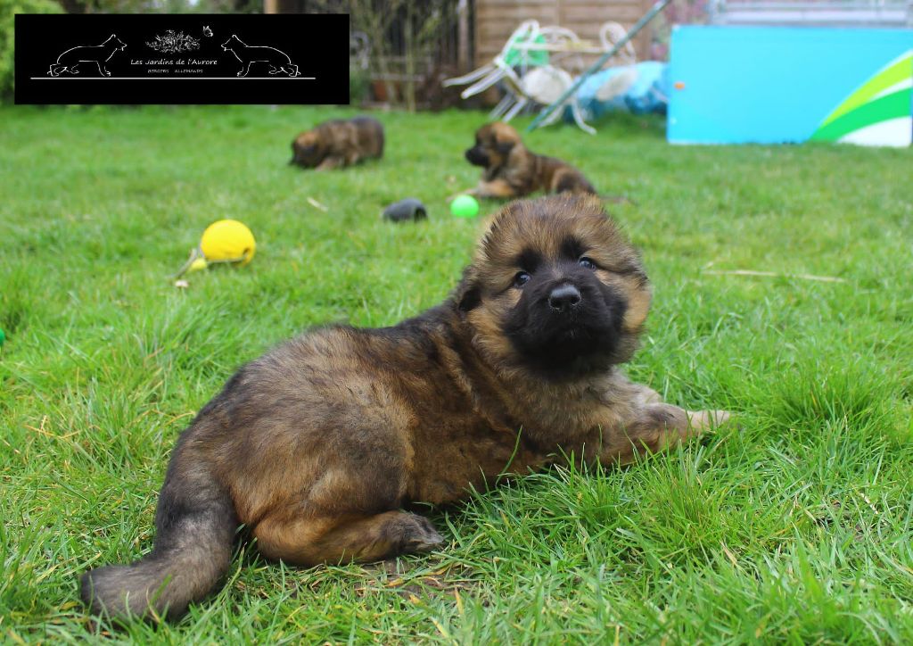 Des Jardins De L'Aurore - Chiots disponibles - Berger Allemand Poil Long