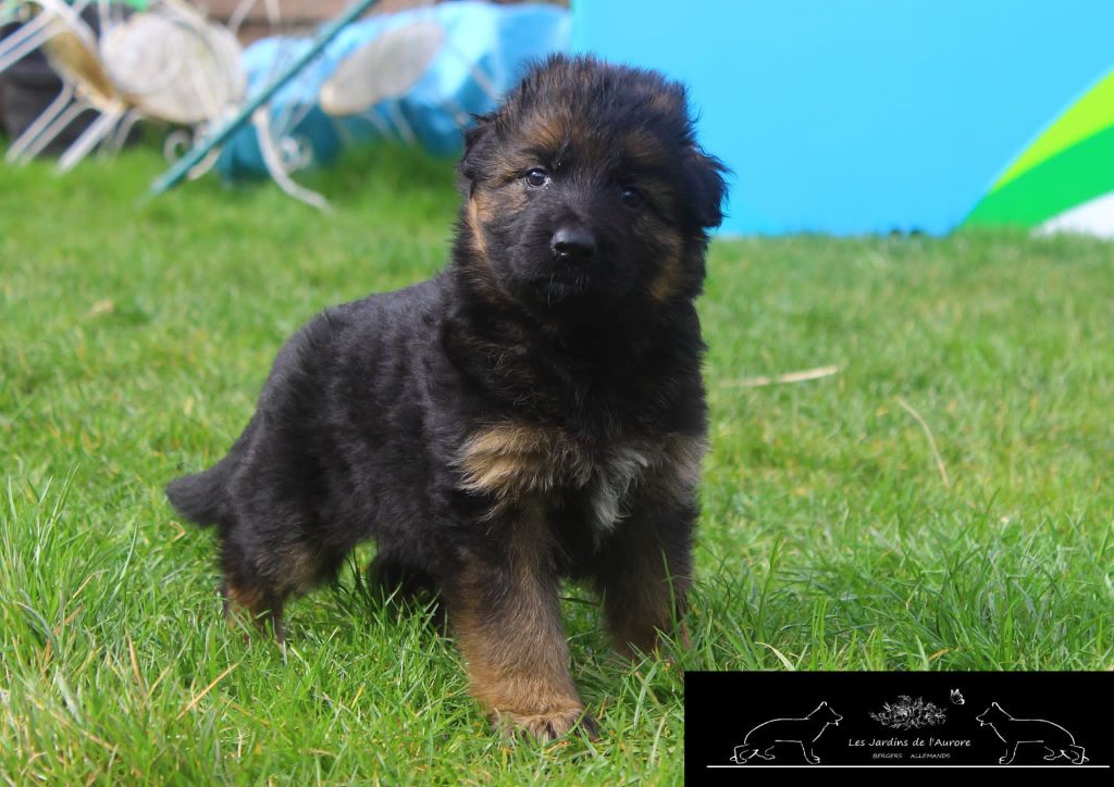 Des Jardins De L'Aurore - Chiots disponibles - Berger Allemand Poil Long