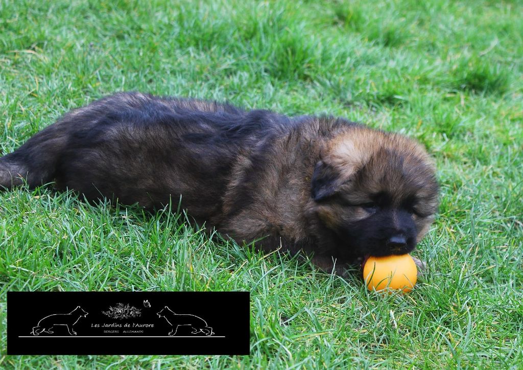 Des Jardins De L'Aurore - Chiots disponibles - Berger Allemand Poil Long