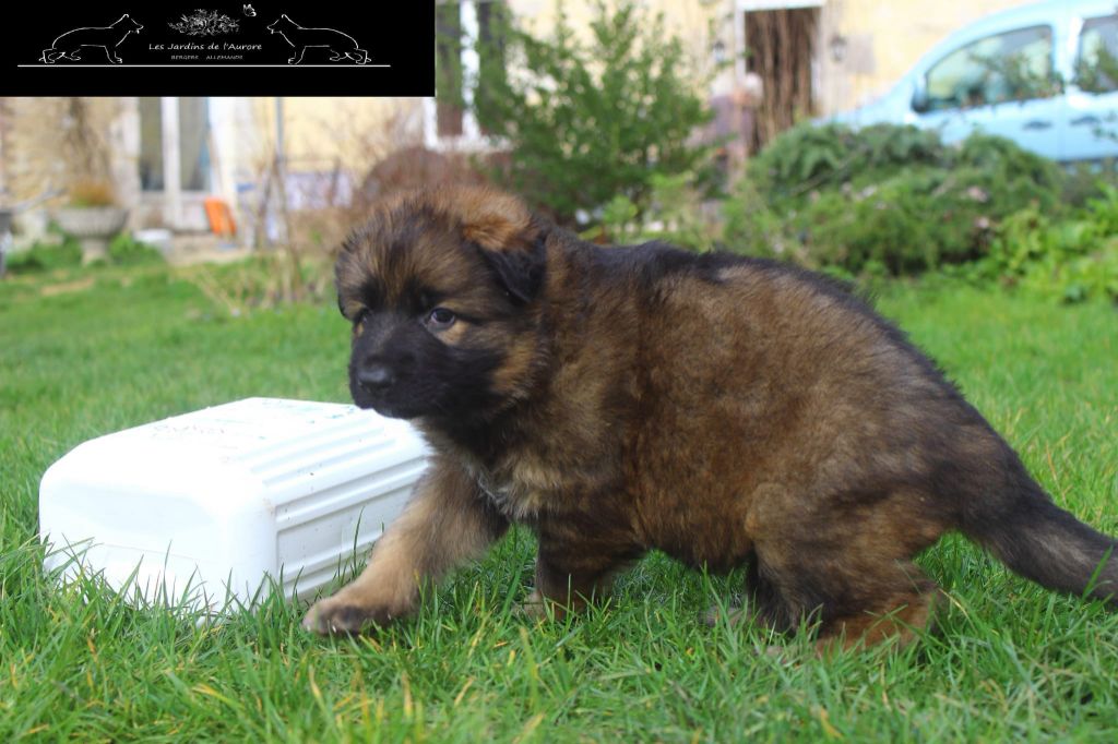 Des Jardins De L'Aurore - Chiots disponibles - Berger Allemand Poil Long