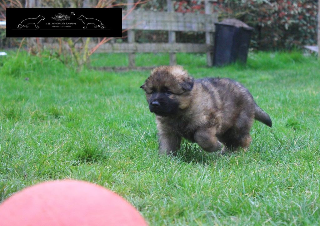 Des Jardins De L'Aurore - Chiots disponibles - Berger Allemand Poil Long