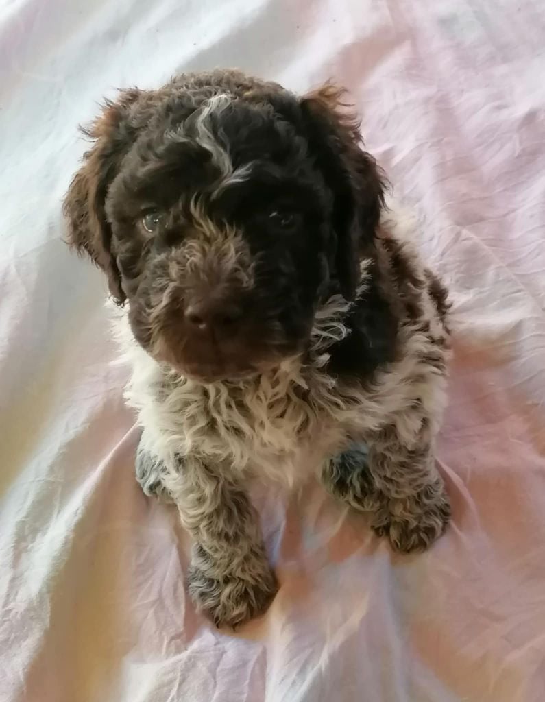 de wounded knee - Chiots disponibles - Lagotto Romagnolo