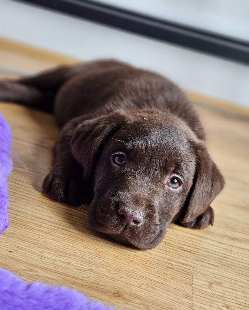 De La Tribu Des Vagabonds - Chiots Labradors Disponibles à la réservation 