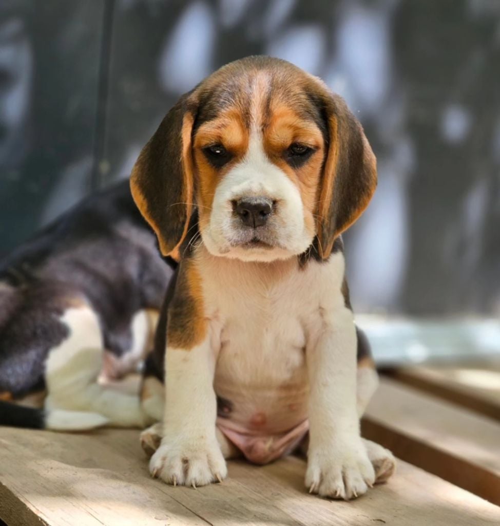 Chiots Beagle LOF disponibles à la réservation 