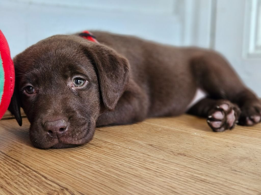 De La Tribu Des Vagabonds - Labrador Retriever - Portée née le 05/10/2024