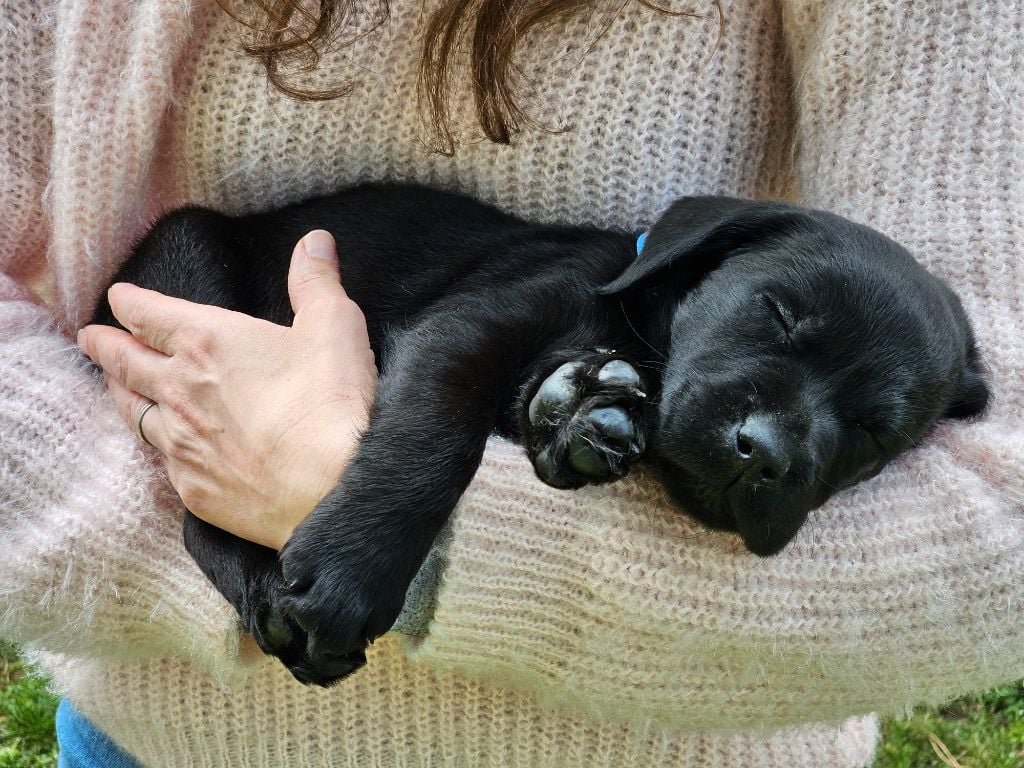 De La Tribu Des Vagabonds - Labrador Retriever - Portée née le 17/03/2024