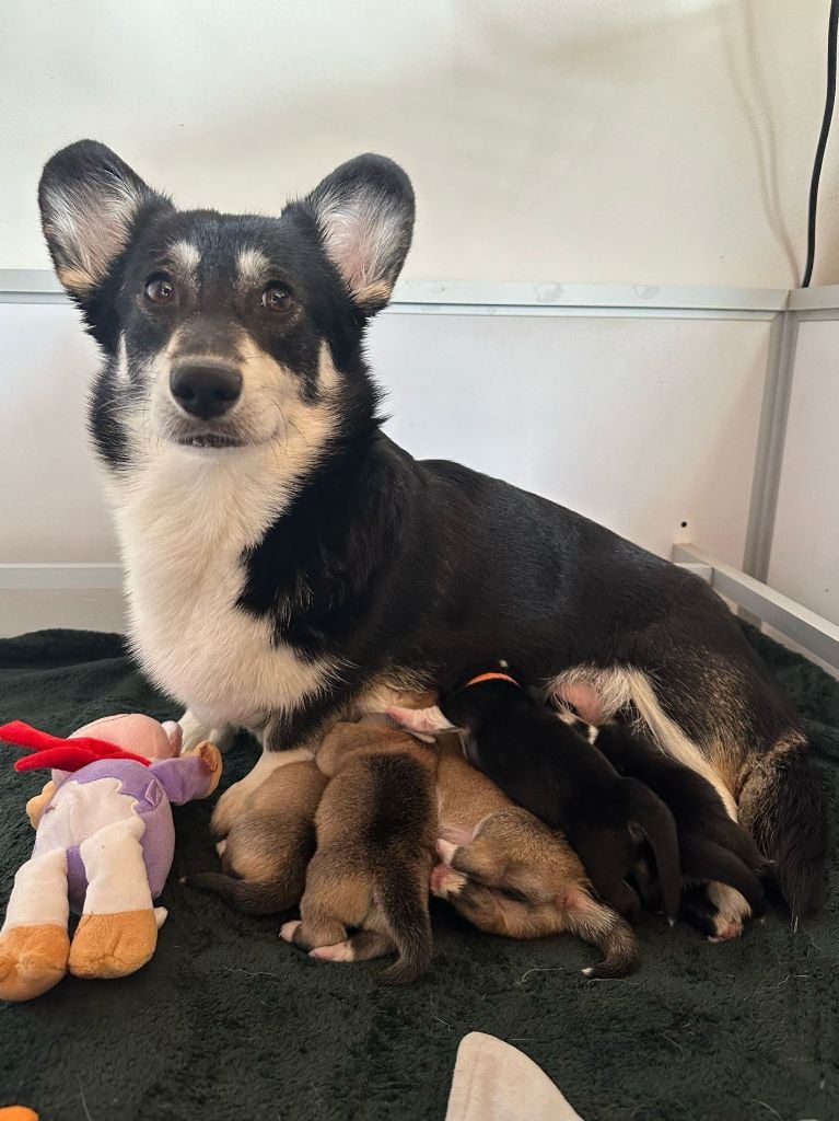 Des Petites Croquettes - Welsh Corgi Pembroke - Portée née le 12/02/2025