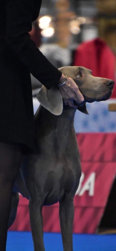 Magic Shades Of Gray - Preston à l excellence encore une fois aux Brussels Dog Show 2023