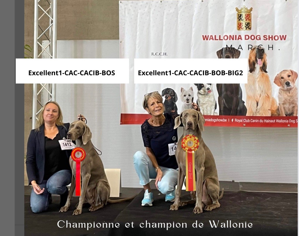 Magic Shades Of Gray - Preston et sa soeur Pearl Wallonie Dog Show Mons 2023