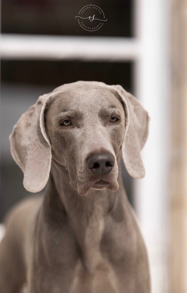 Magic Shades Of Gray - Preston Grand Champion de Suisse