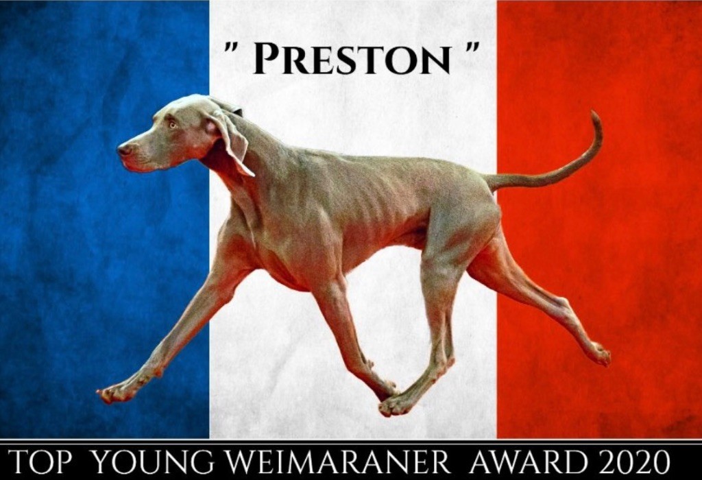 Magic Shades Of Gray - Preston Top Junior Award 2020 - Top Dog Award 2022