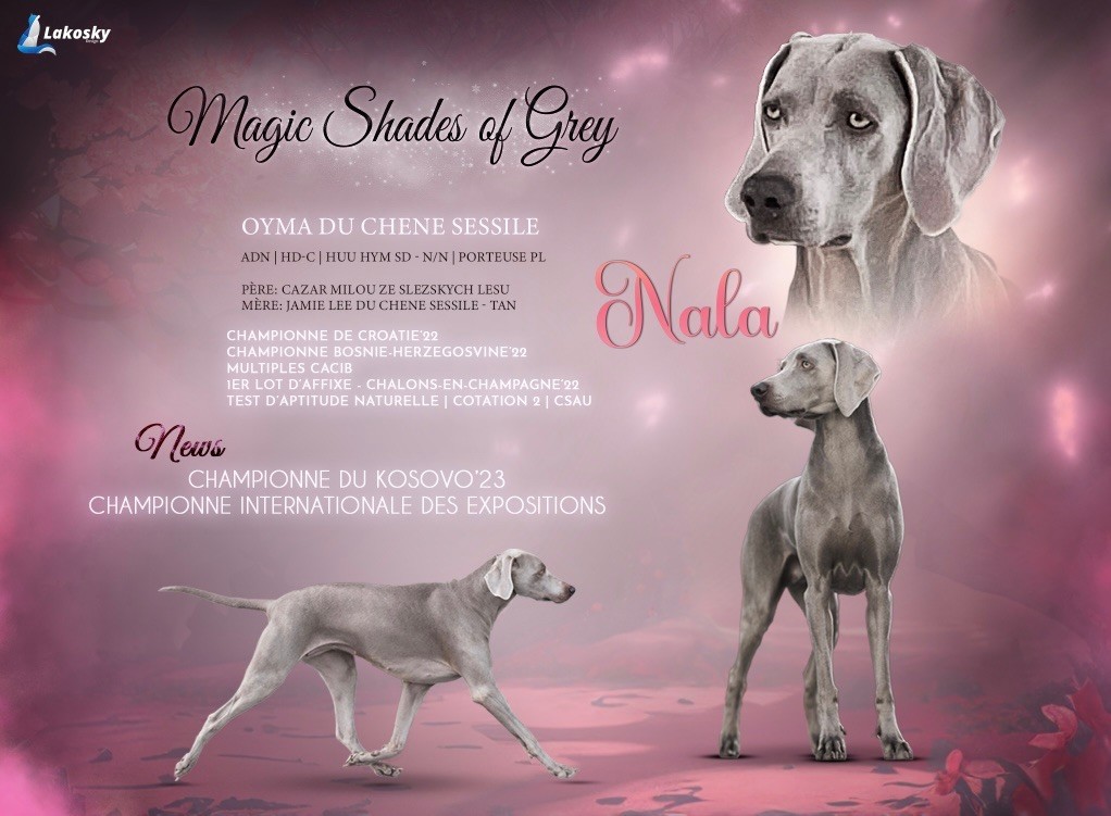 Magic Shades Of Gray - Multiple Championne Oyma (Nala) Du Chêne Sessile