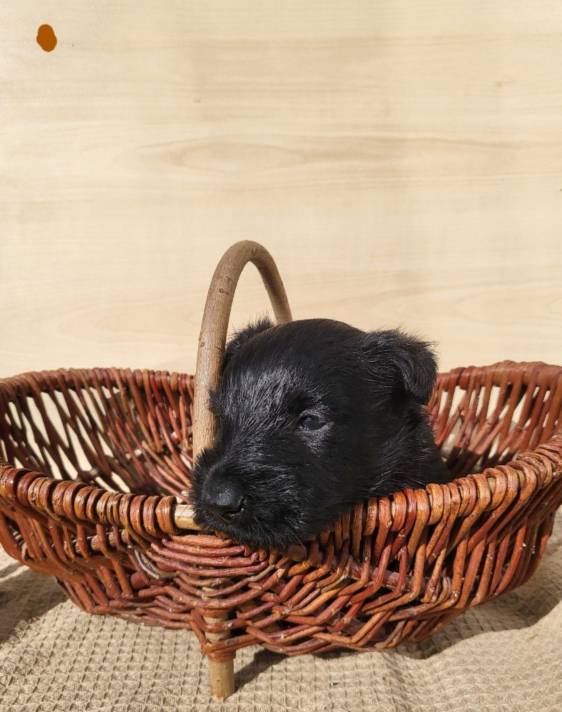 Elsa Bouteville - Chiots disponibles - Scottish Terrier