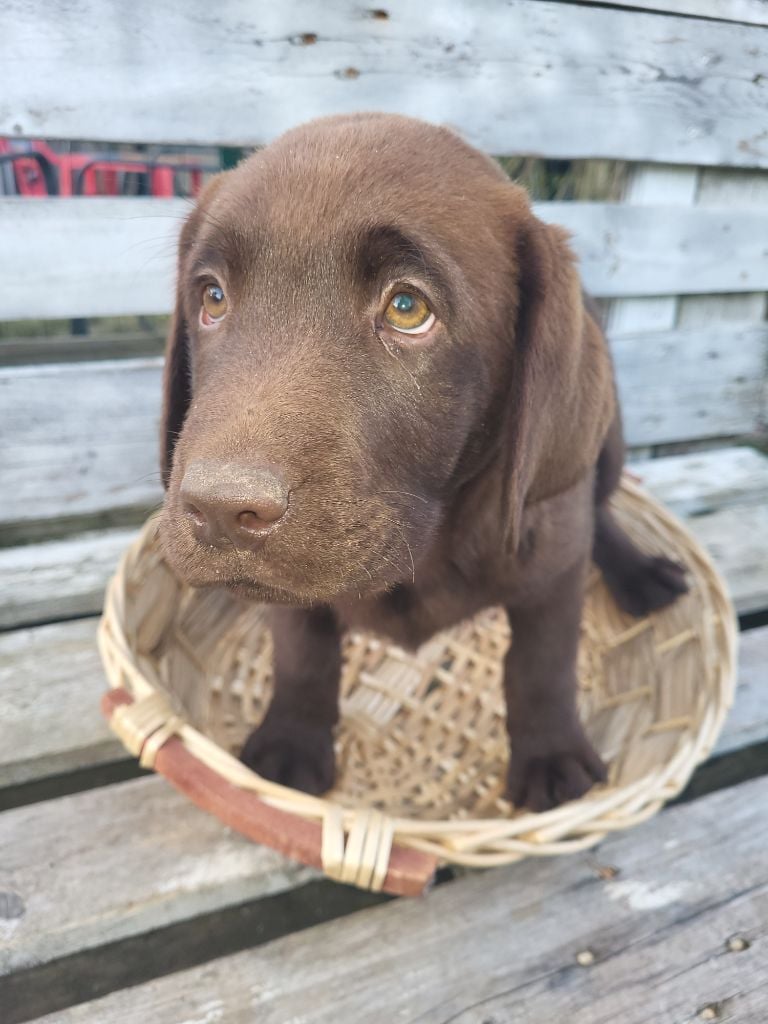 De L'Etang De Montereau - Chiots disponibles - Labrador Retriever