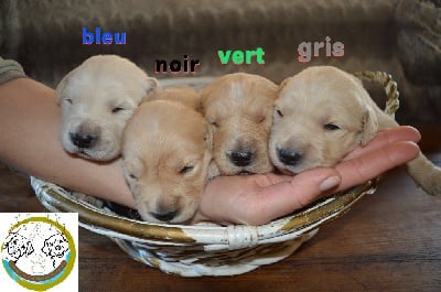 CHIOT 5