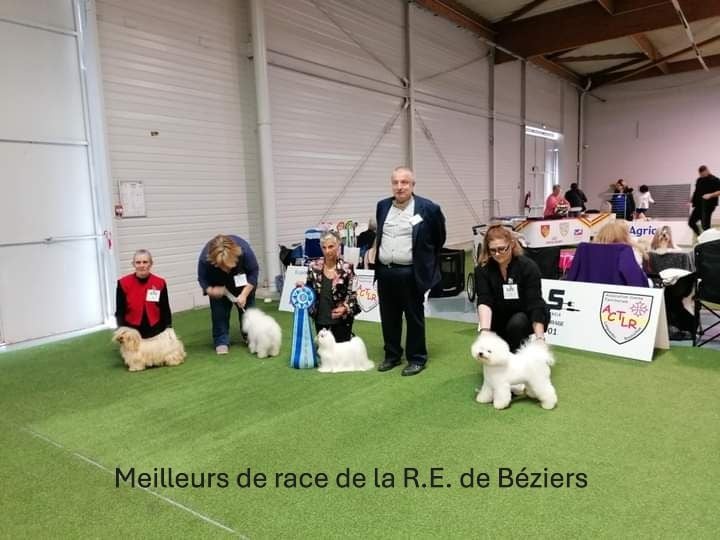 de la Tour de Senlis - Expositions de Béziers les 12 & 13 Octobre 2024 & R. E. Bichons 