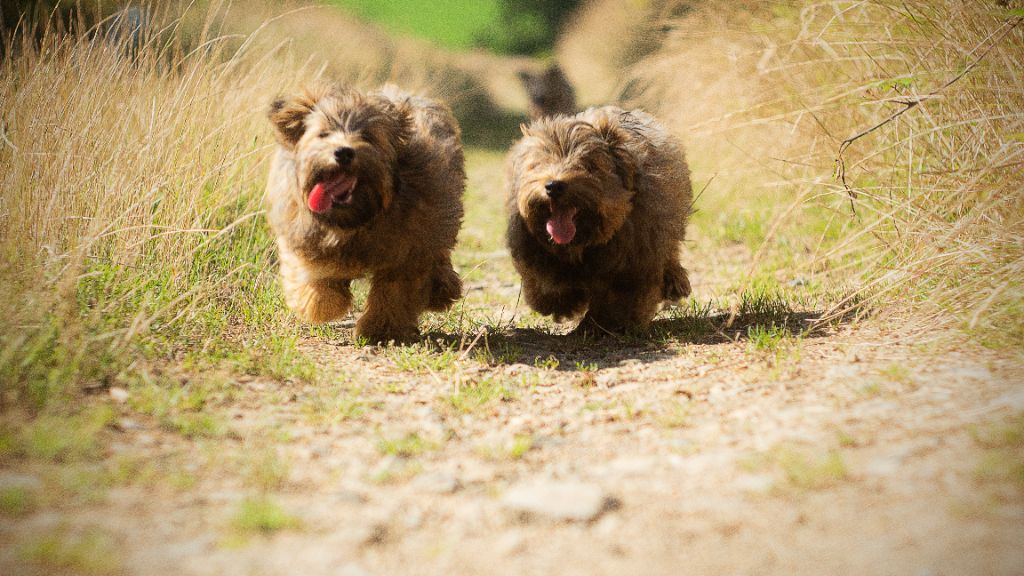 Chiot Bichon Havanais Caroline Dumont