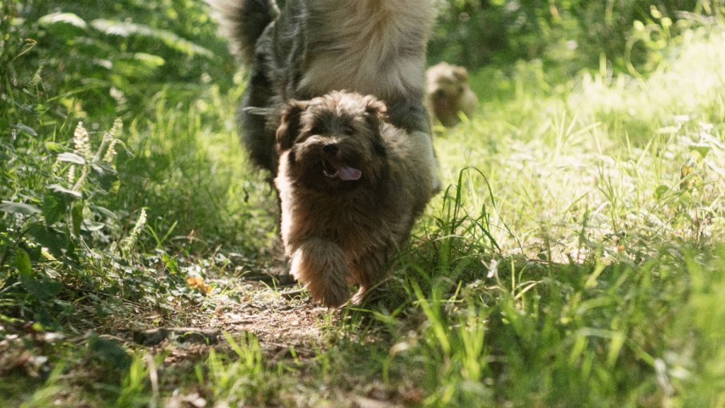 Caroline Dumont - Chiots disponibles - Bichon Havanais